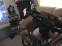 Animal sex with brunette on the couch